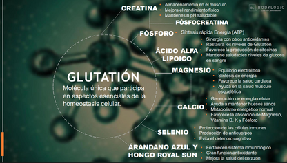 B-Glutatión | Precursor de Glutatión & Antioxidante Natural  | 30 Sobres